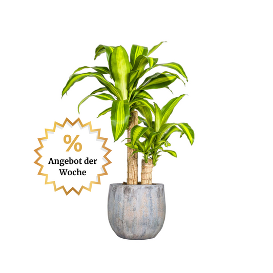 Dracaena Fragrans "Massangeana" - ⭥80cm