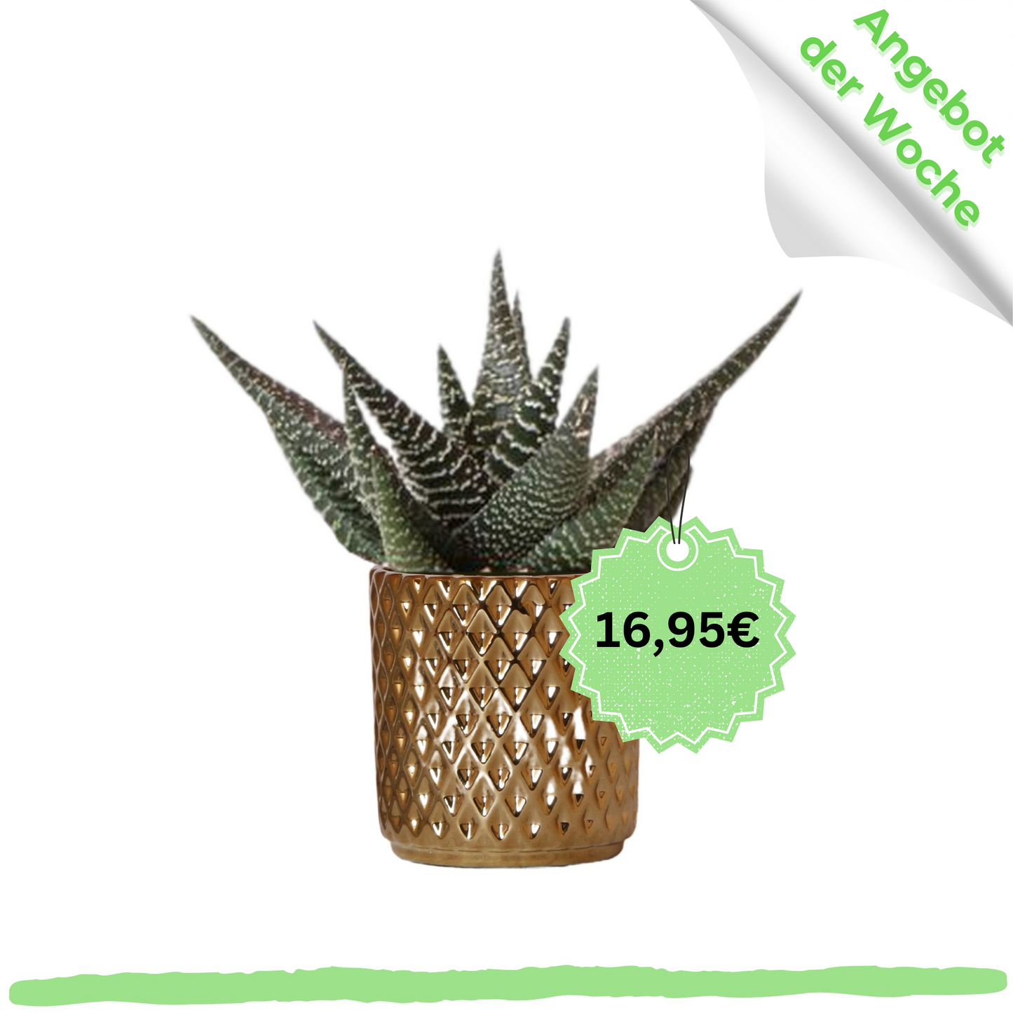 Sukkulente Haworthia Royal Highnness - 〈⭥15cm〉