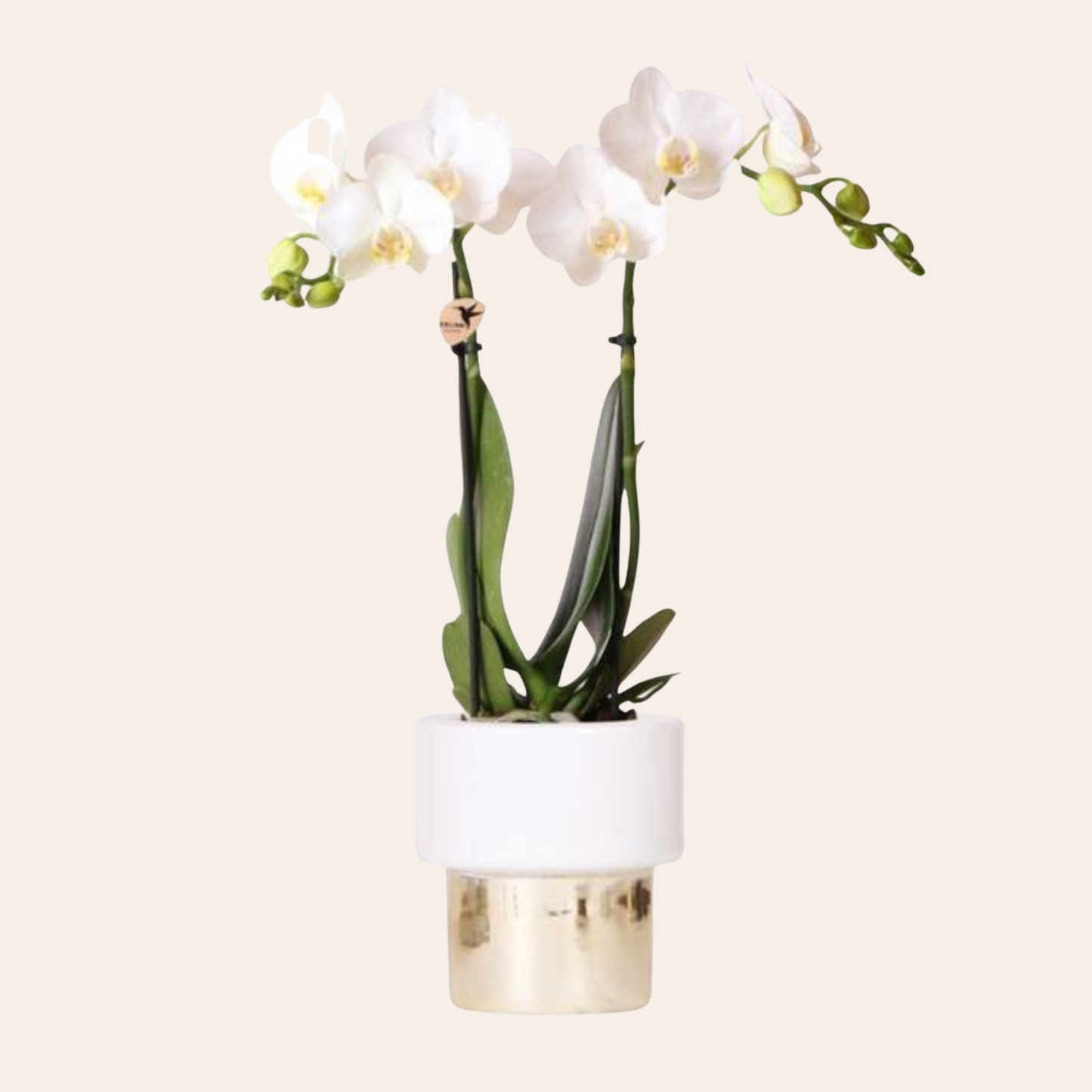 Weiße Orchidee "Amabilis" - ⭥35cm - mit Ziertopf Lush in Gold