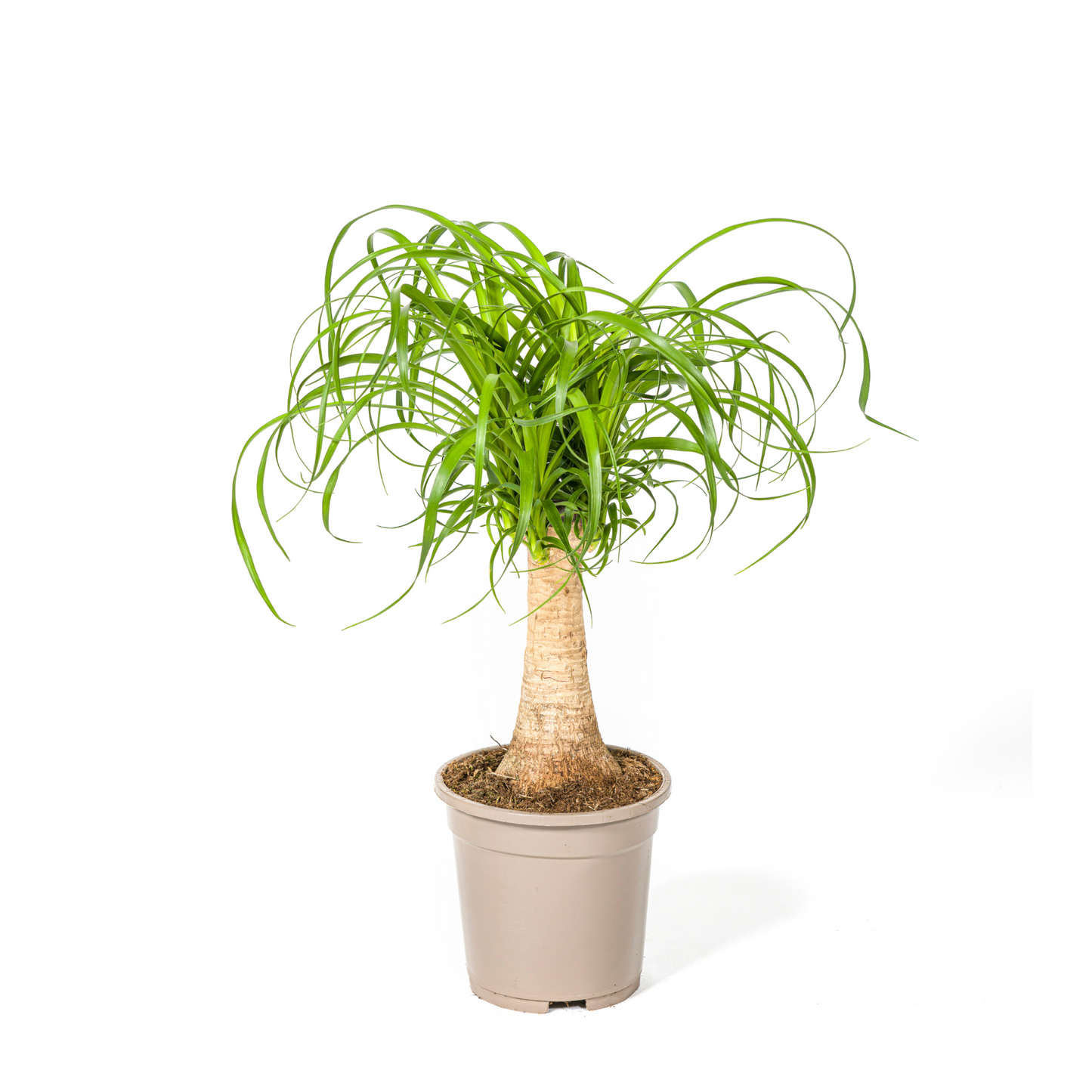 Beaucarnea Recurvata - "Elefantenfuß" - ⭥50cm