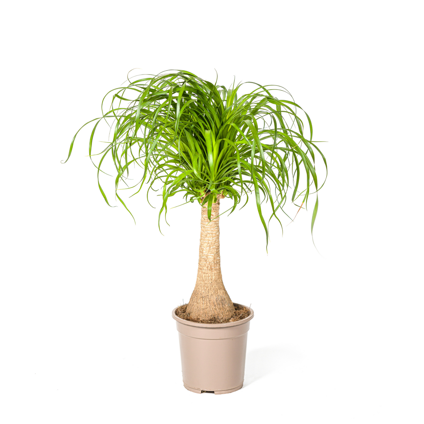 Beaucarnea Recurvata - "Elefantenfuß" - ⭥70cm