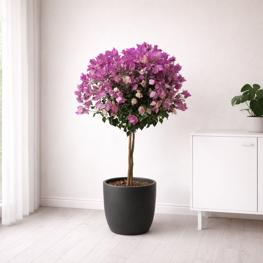 Bougainvillea auf Stamm - "Drillingsblume" - ⭥110cm