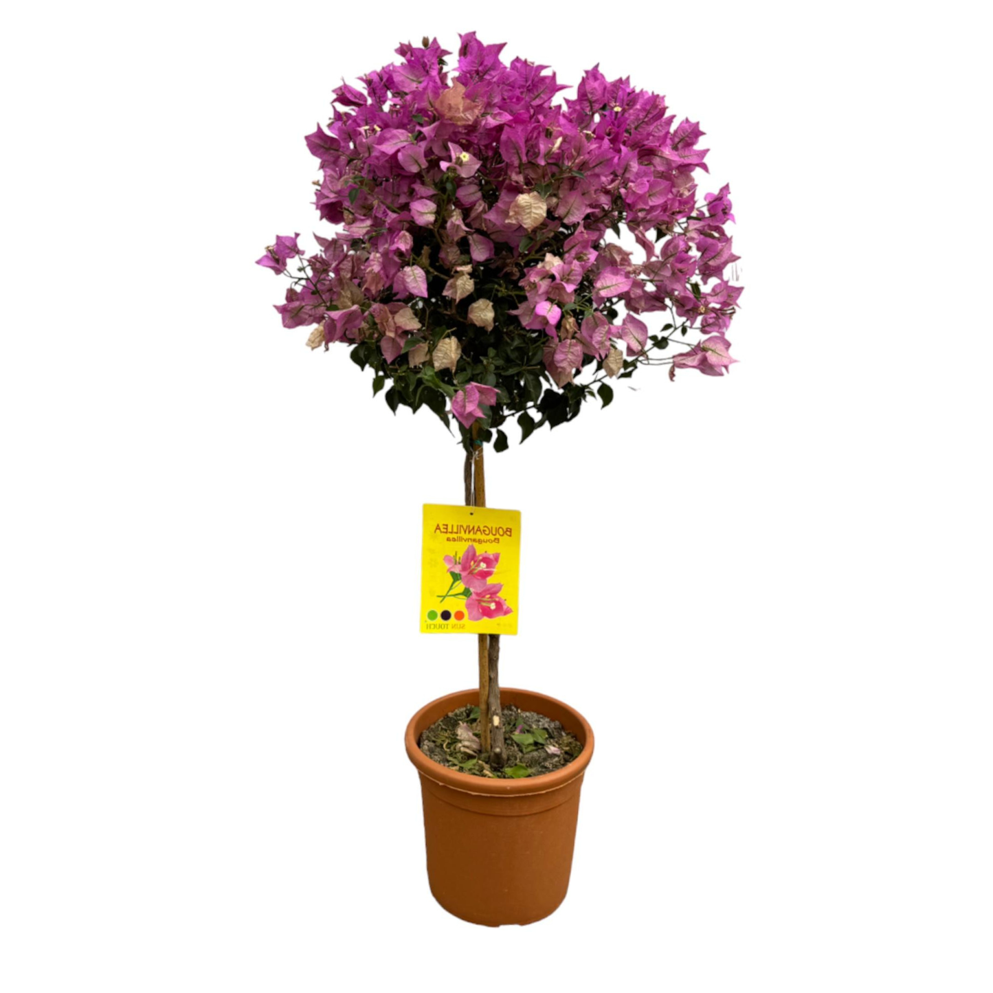 Bougainvillea auf Stamm - "Drillingsblume" - ⭥110cm