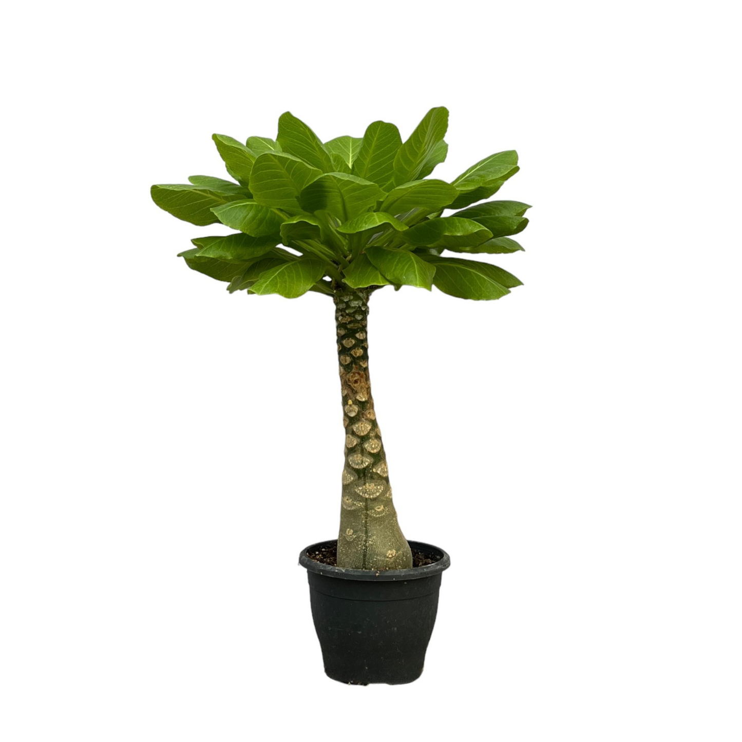 Brighamia Insignis - "Hawaii Palme" - ⭥30cm