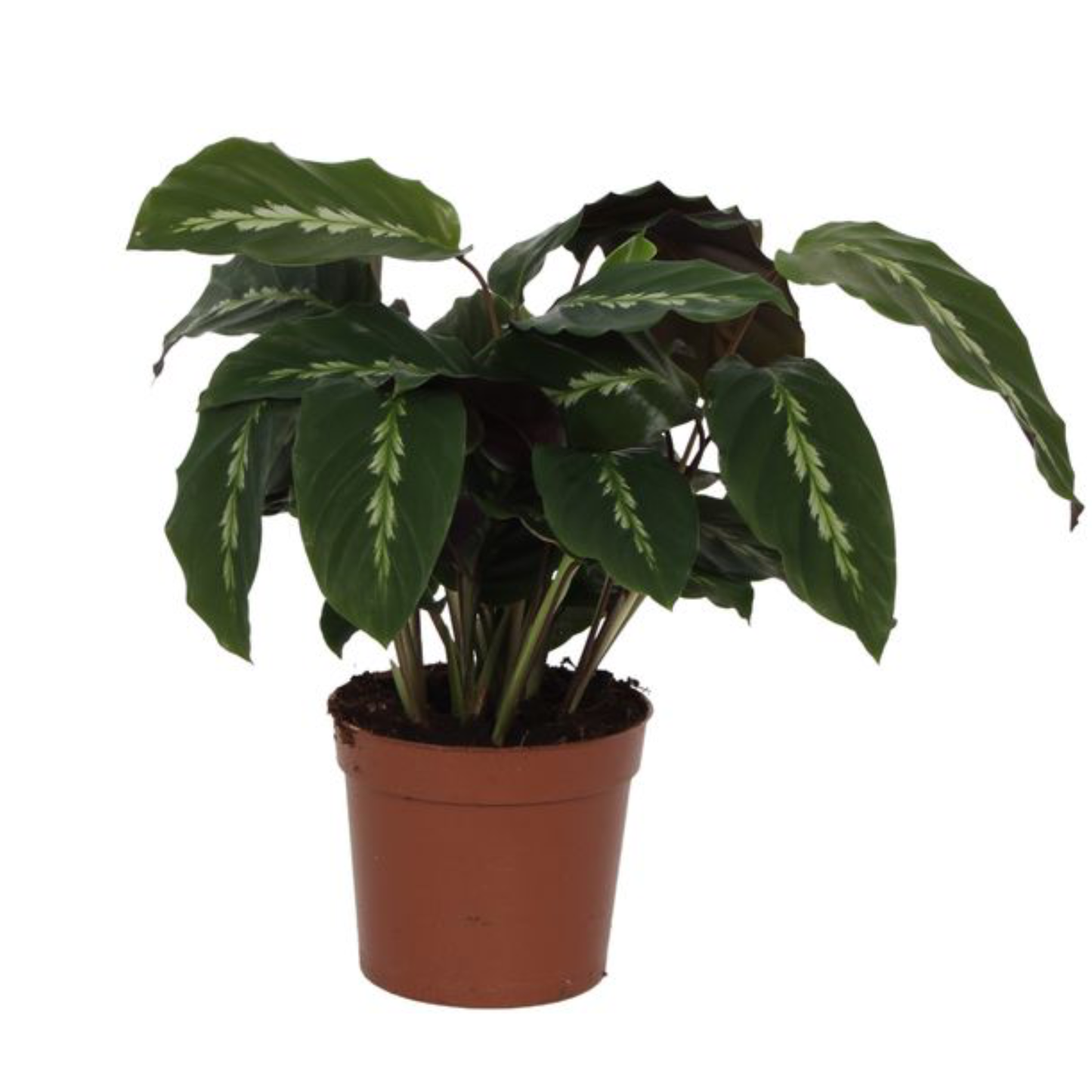 Calathea Maui Queen - ⭥35cm