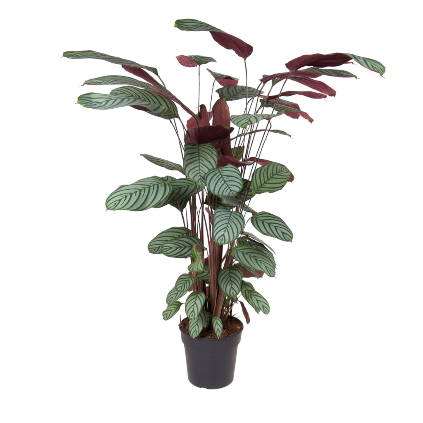 Calathea Oppenheimiana - ⭥130cm