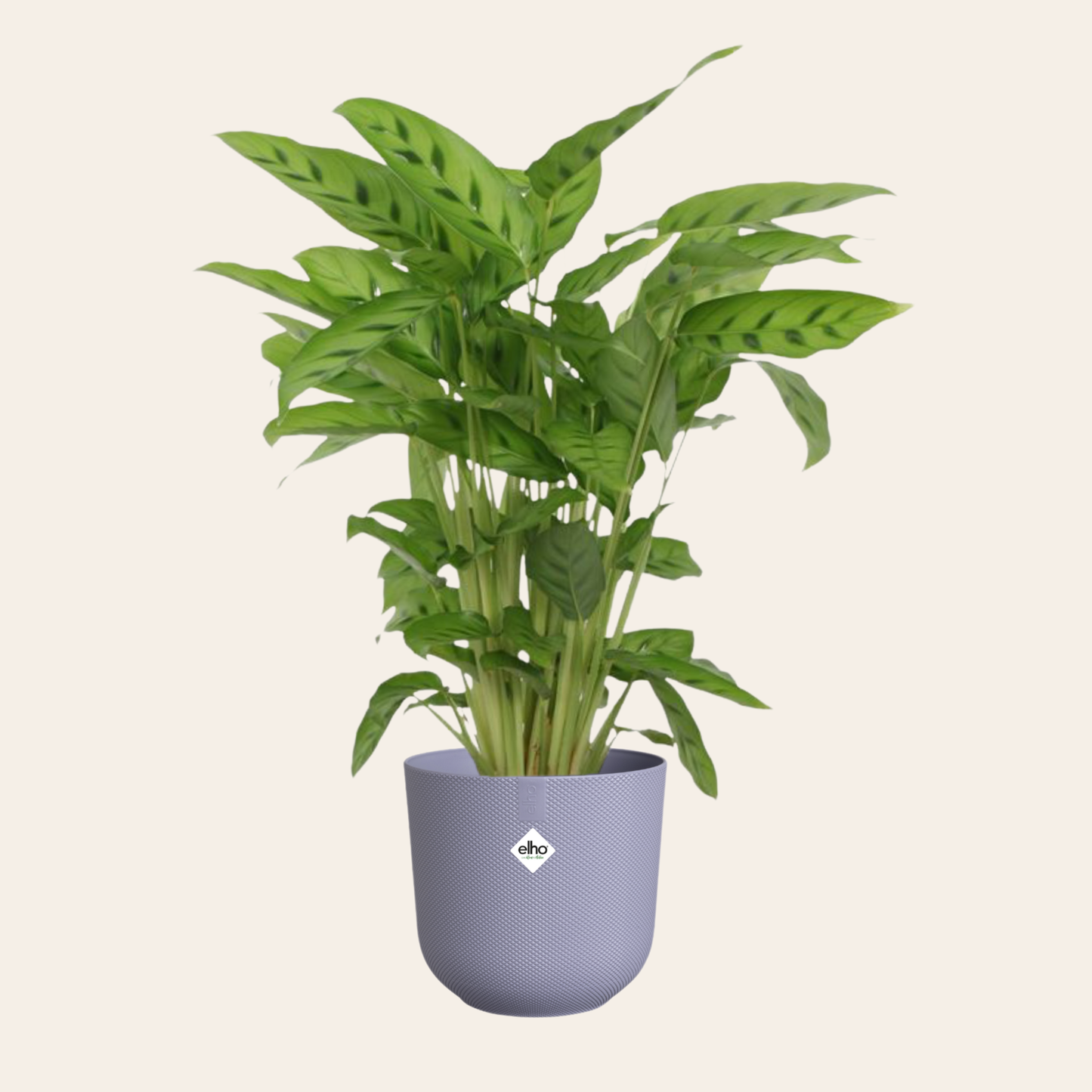 Calathea Leopardina - ⭥40cm - mit Pflanztopf ELHO Jazz in Lila