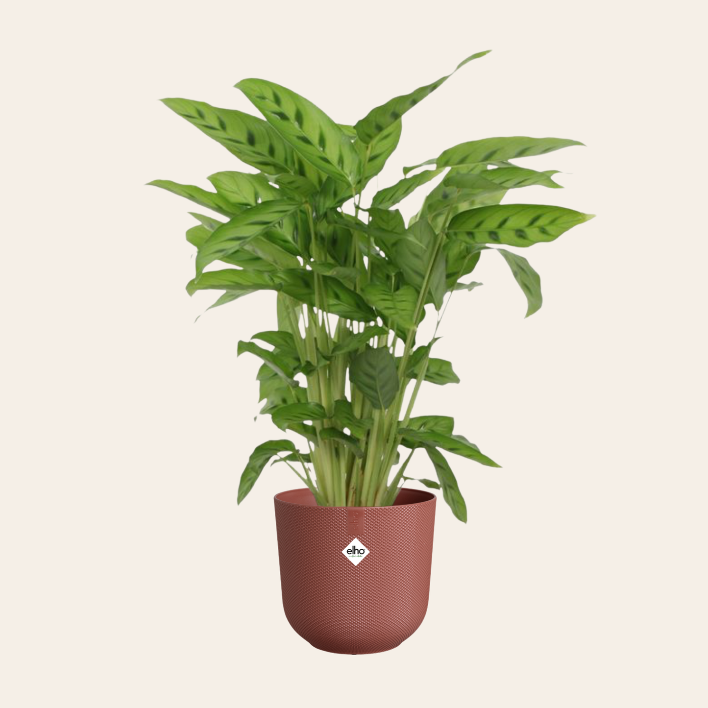 Calathea Leopardina - ⭥40cm - mit Pflanztopf ELHO Jazz in Toskanarot