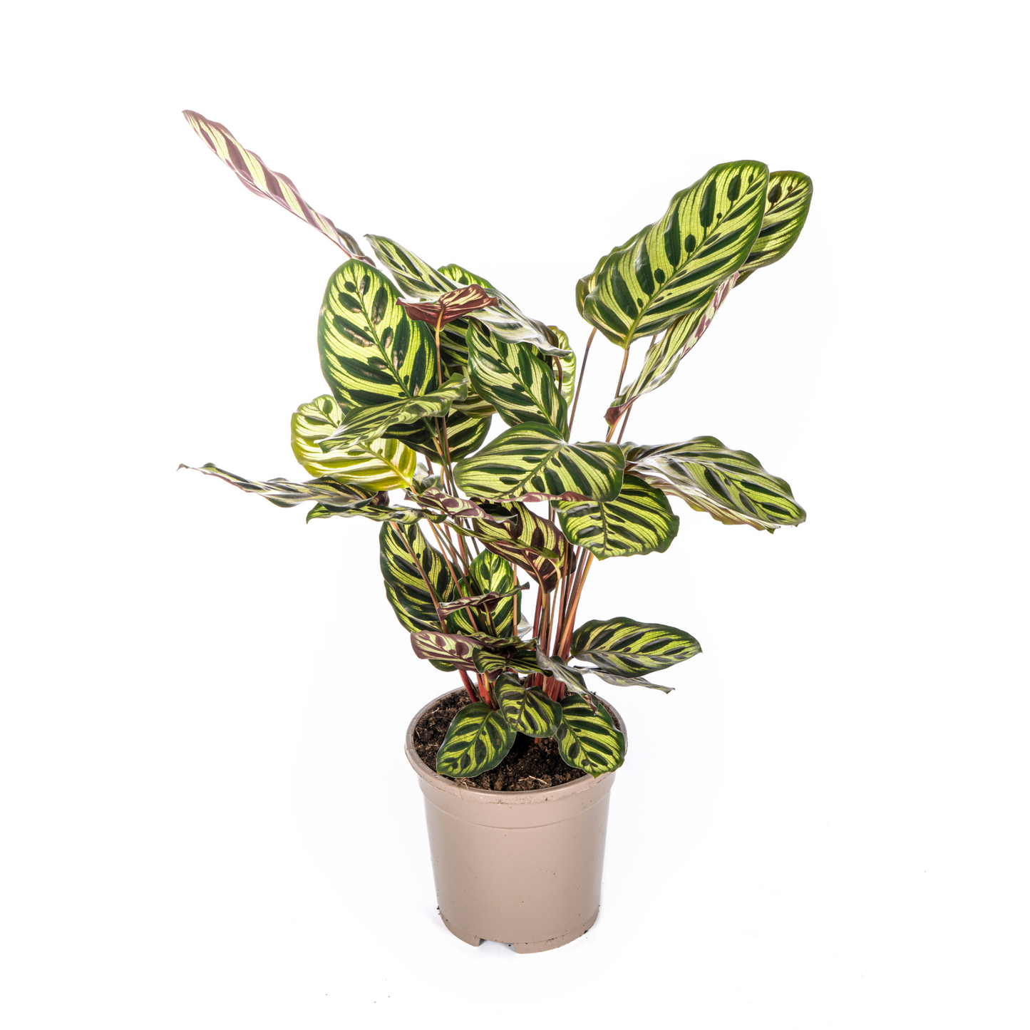 Calathea Makoyana - ⭥45cm