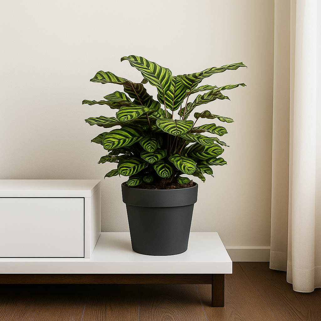 Calathea Makoyana - ⭥70cm