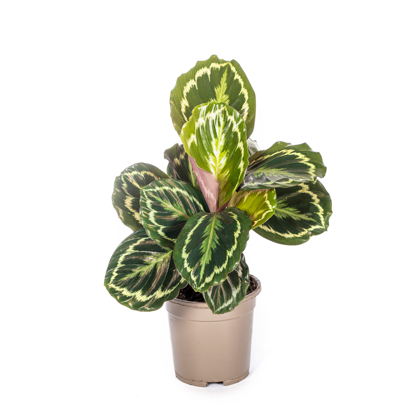 Calathea Medallion - ⭥45cm