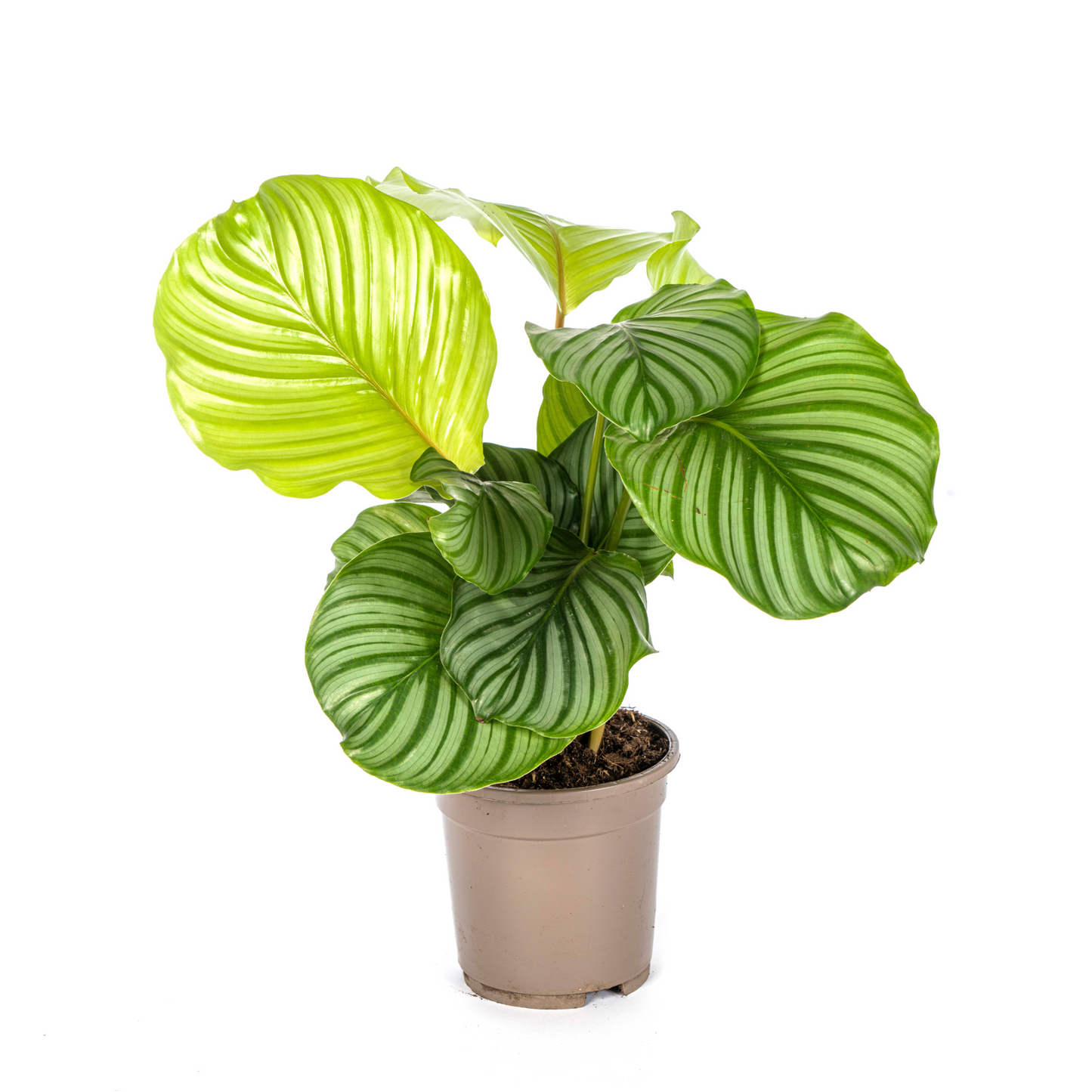 Calathea Orbifolia - ⭥45cm