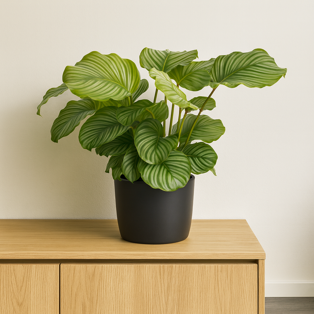 Calathea Orbifolia - ⭥80cm