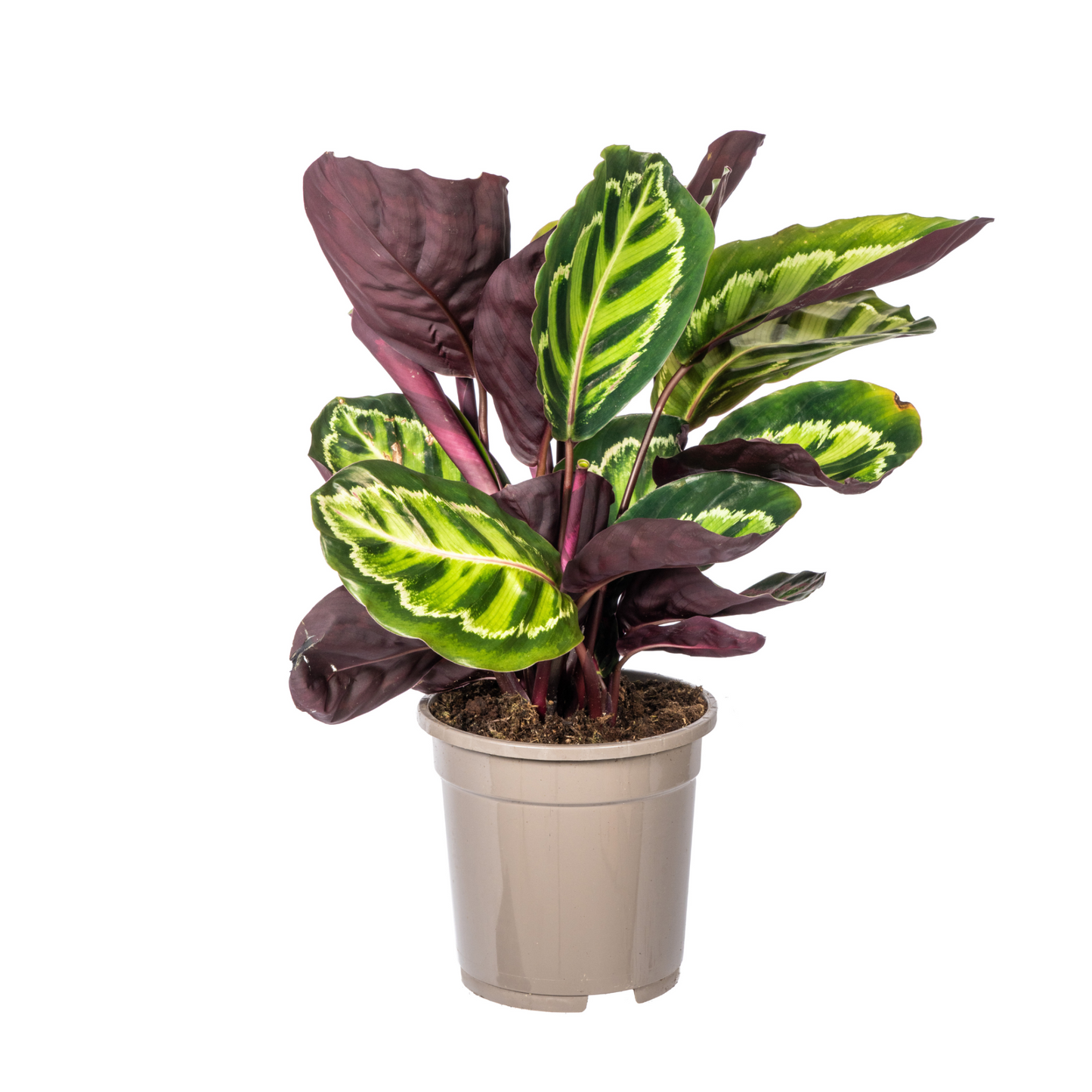 Calathea Roseopicta ⭥45cm