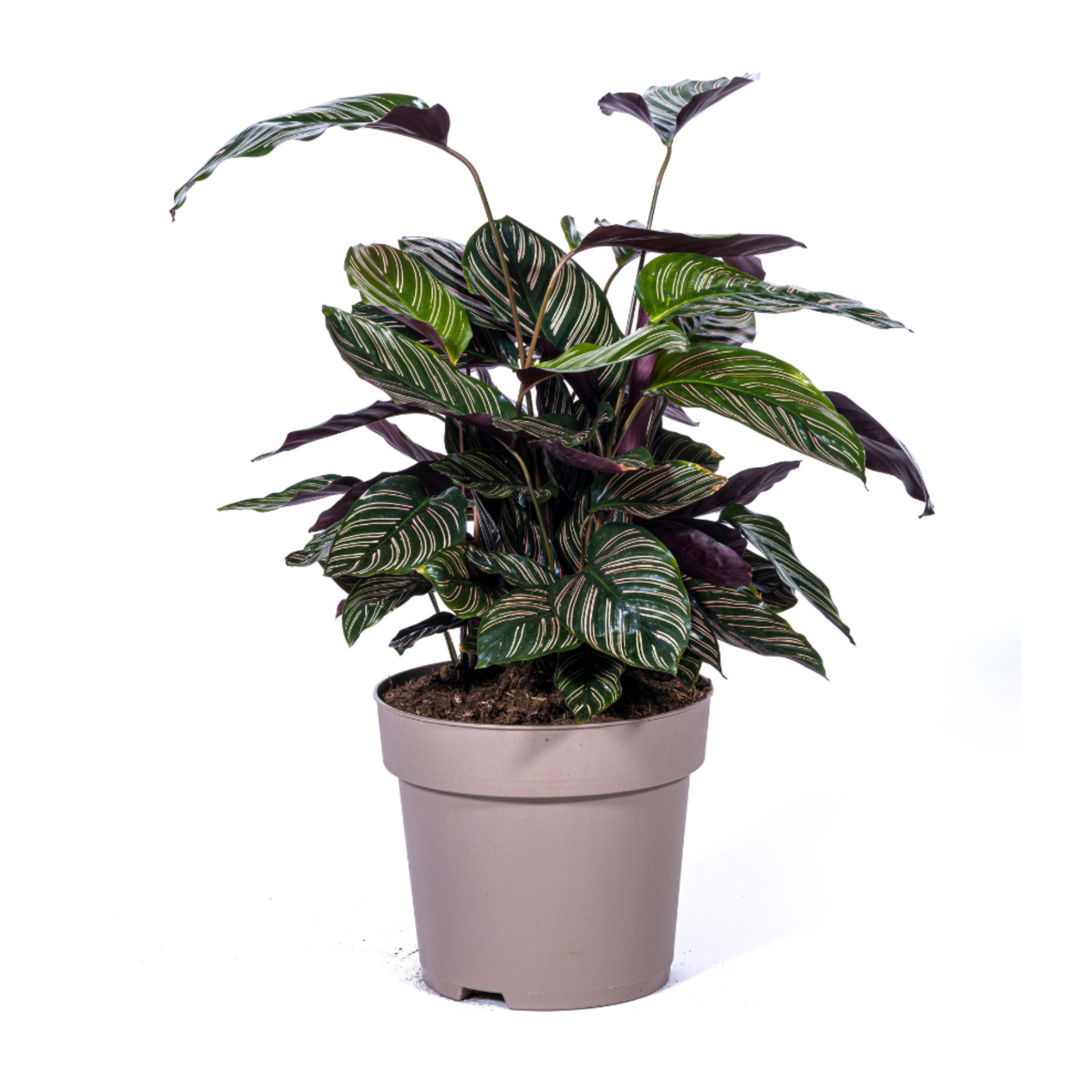 Calathea Sanderiana - ⭥70cm