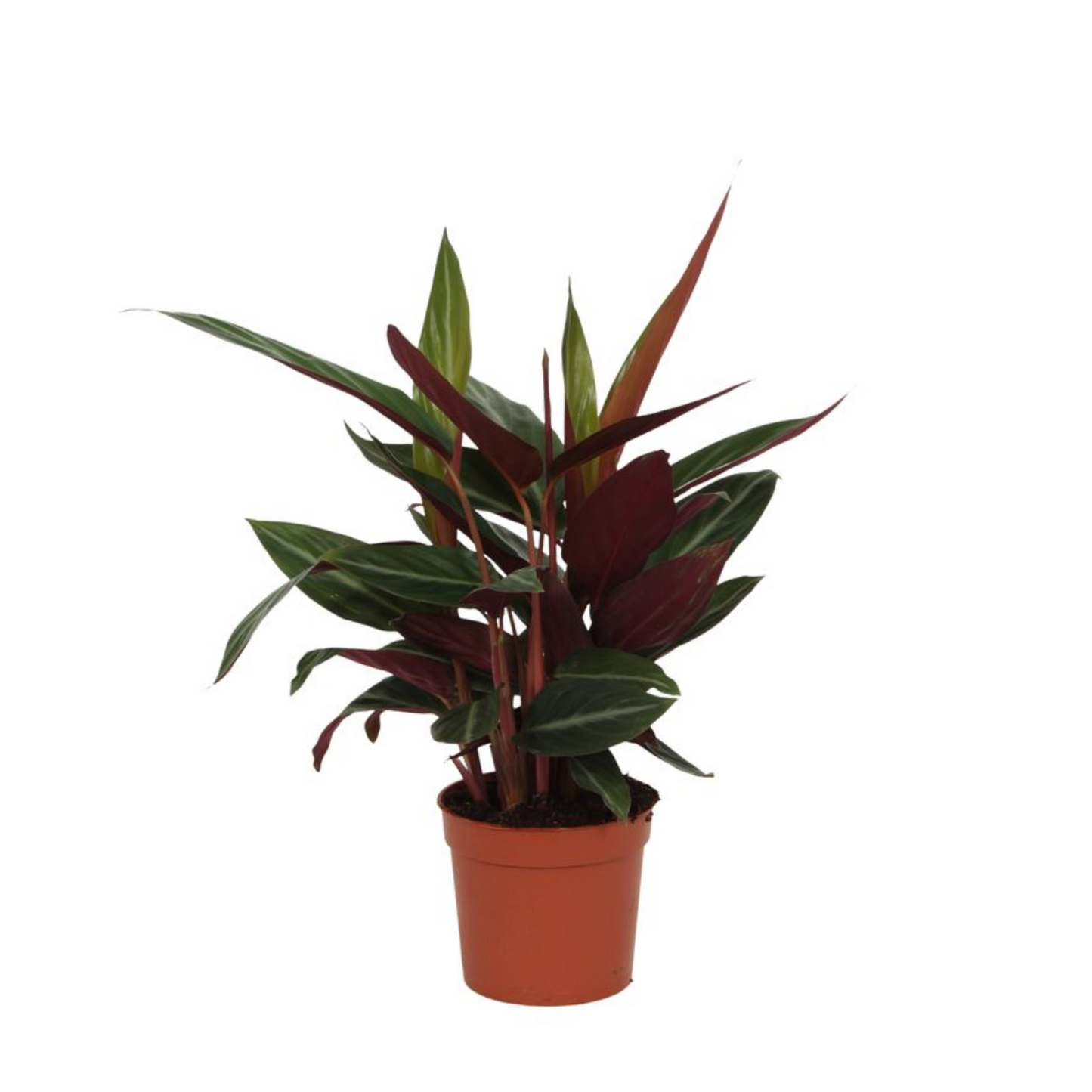 Calathea Stripestar - ⭥40cm
