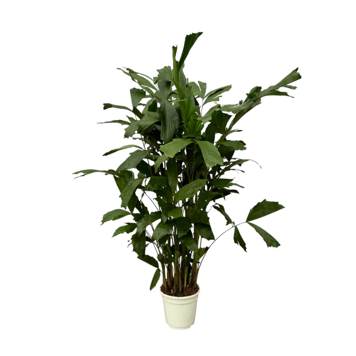 Caryota Mitis - "Fischschwanzpalme" - ⭥130cm