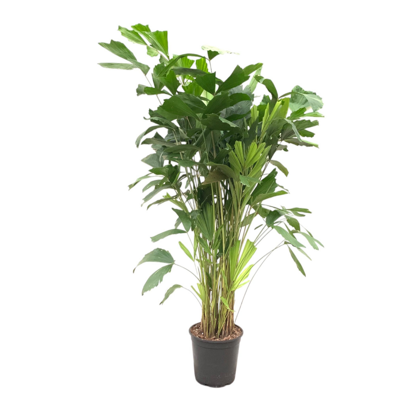 Caryota Mitis - "Fischschwanzpalme" - ⭥160cm