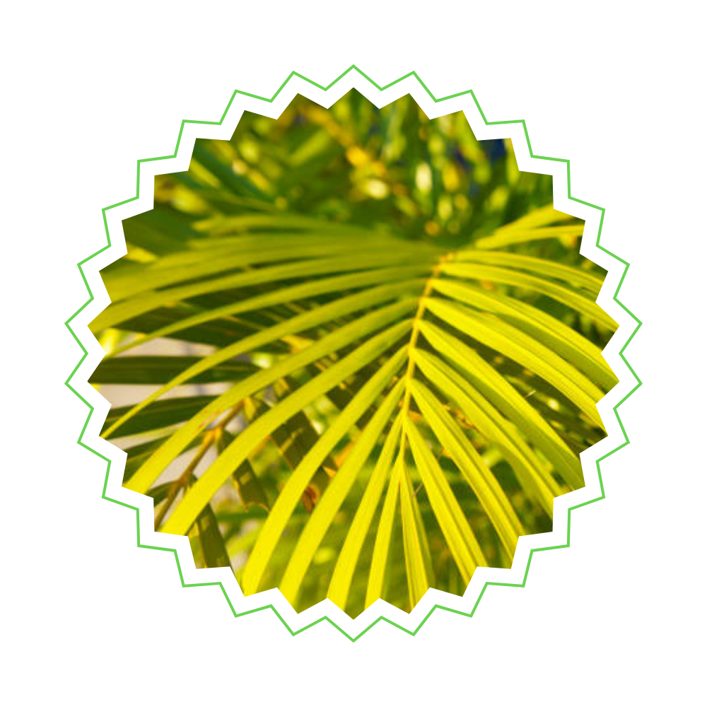 Chamaedorea Seifrizii - "Bambuspalme" - ⭥150cm
