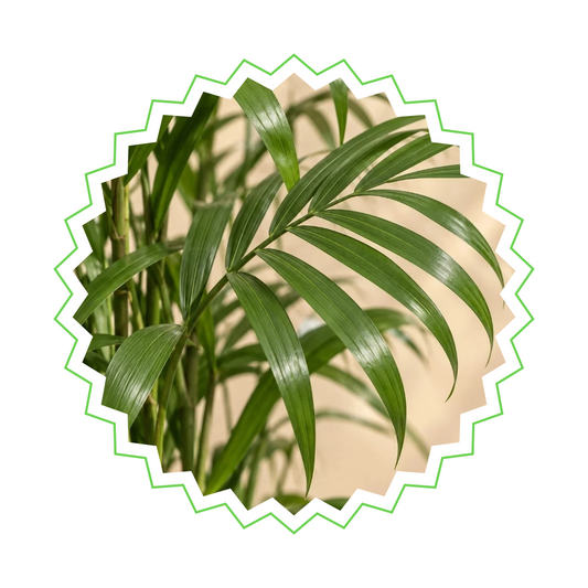 Chamaedorea Seifrizii - "Bambuspalme" - ⭥140cm