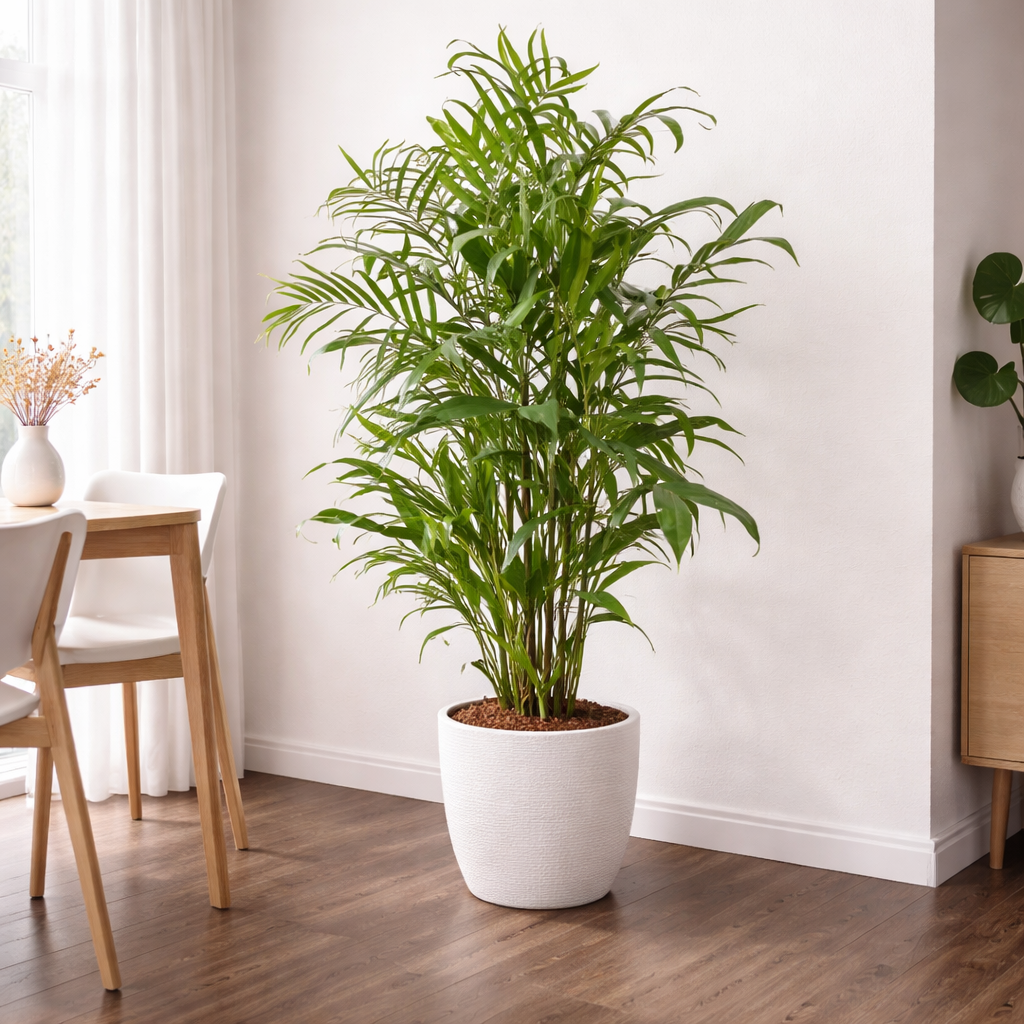 Chamaedorea Seifrizii - "Bambuspalme" - ⭥150cm
