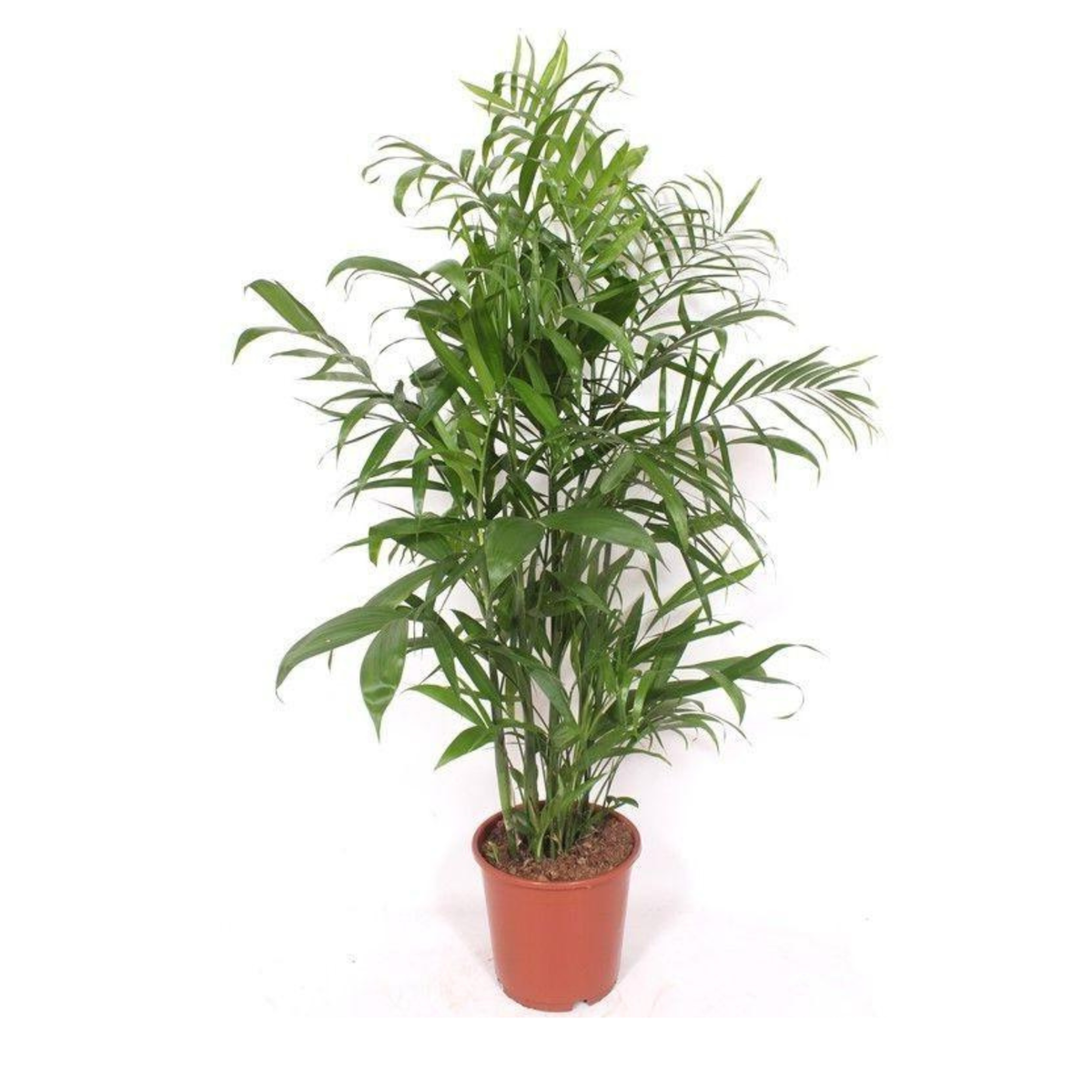 Chamaedorea Seifrizii - "Bambuspalme" - ⭥150cm