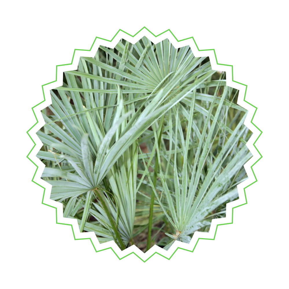 Chamaerops Humilis auf Stamm - "Zwergpalme" - ⭥160cm