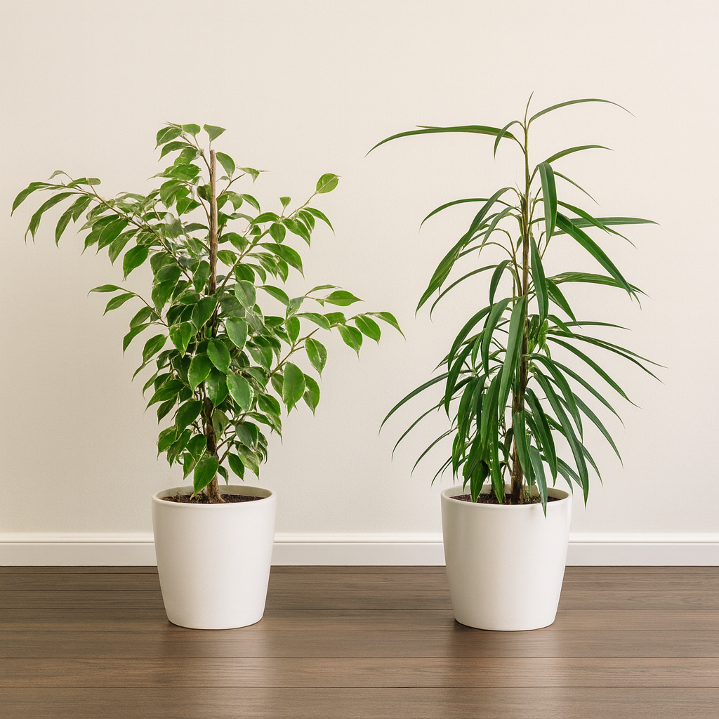 [Pflanzenset] Ficus Benjamina Golden King ⭥70cm & Ficus Binnendijkii Alii ⭥70cm