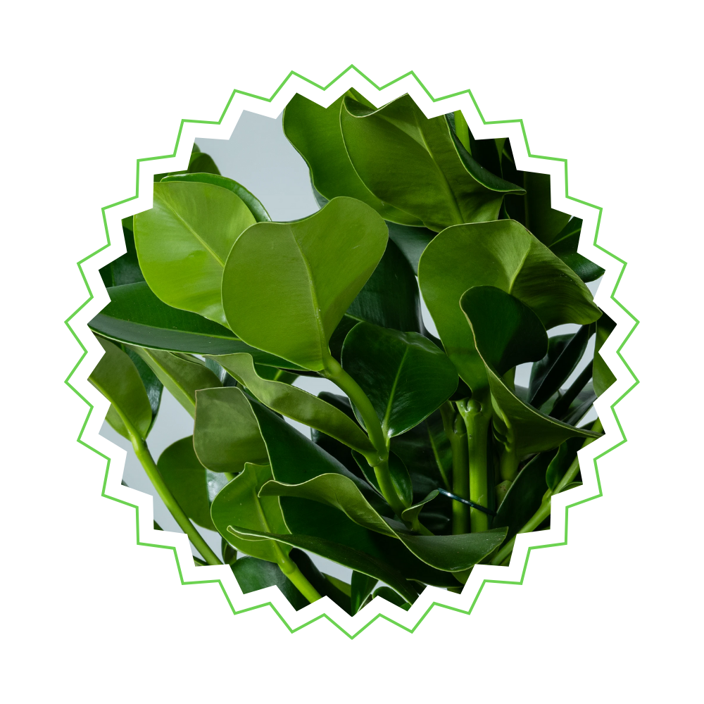 Clusia Rosea - "Balsamapfel" - ⭥100cm