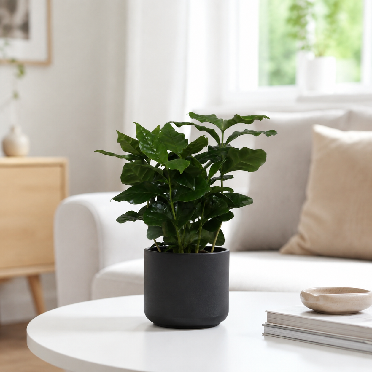 Coffea Arabica - "Kaffeepflanze“ - ⭥25cm