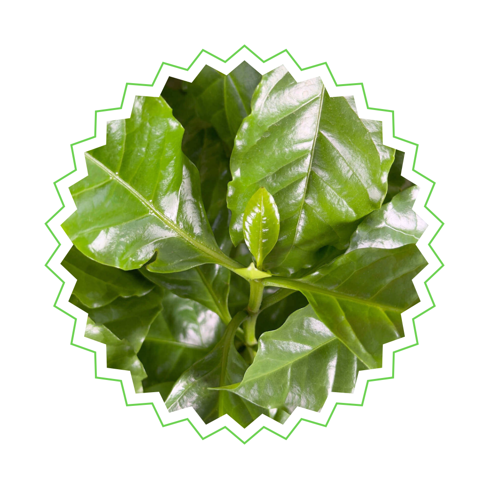 Coffea Arabica - "Kaffeepflanze“ - ⭥25cm