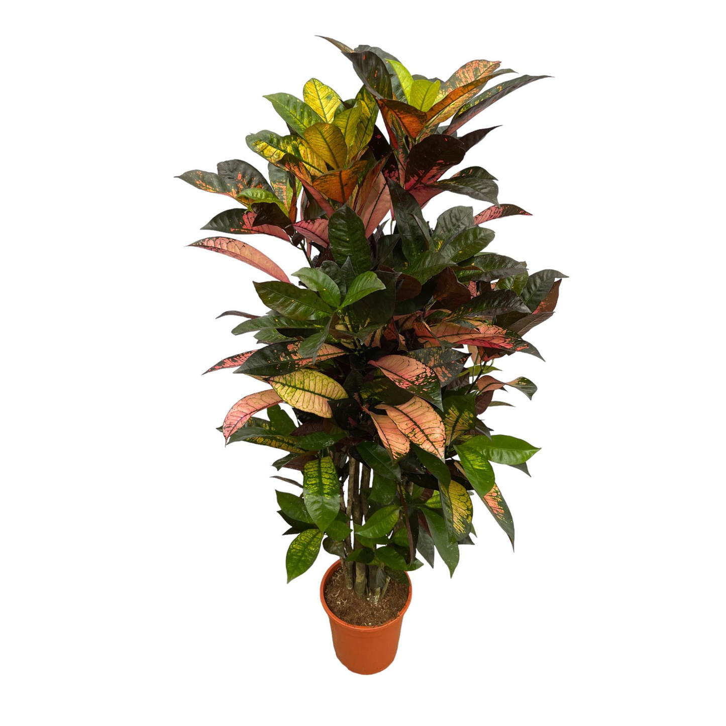 Croton Iceton - "Wunderstrauch" - ⭥110cm