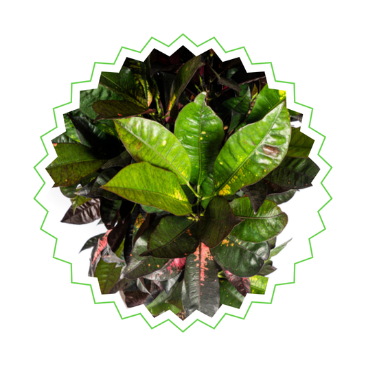 Croton Iceton - "Wunderstrauch" - ⭥90cm