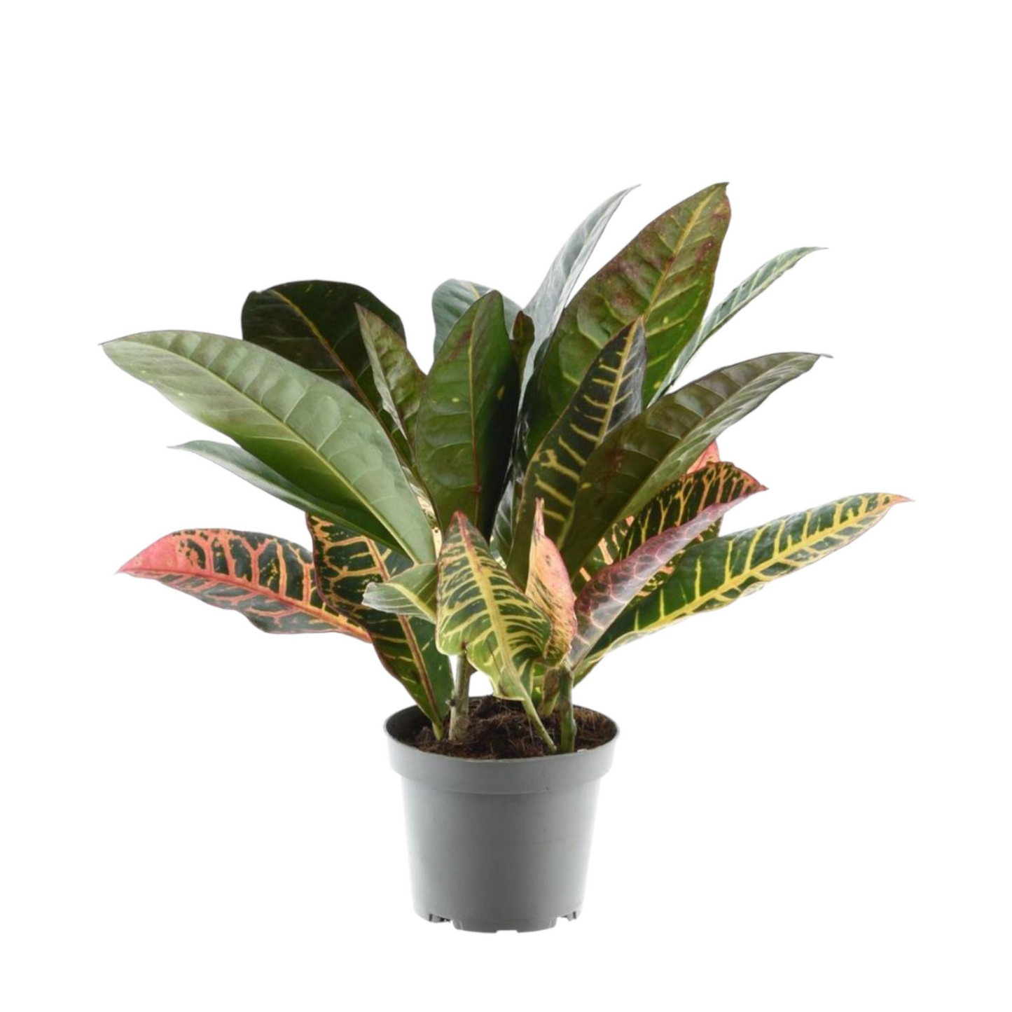 Croton Petra - "Wunderstrauch" - ⭥30cm