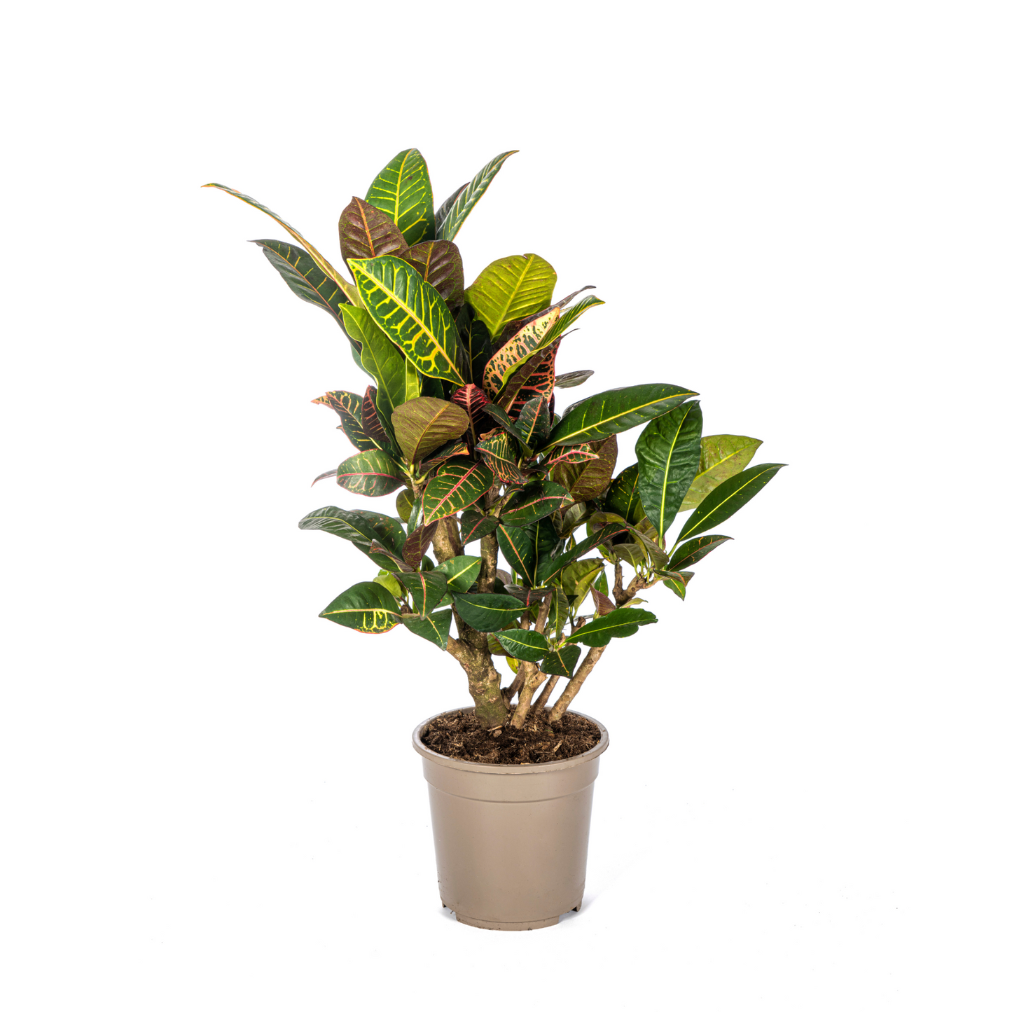 Croton Petra - "Wunderstrauch" - ⭥70cm