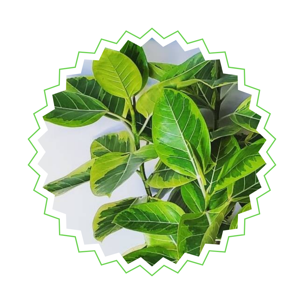 Ficus Altissima Variegata - 〈⭥120cm〉