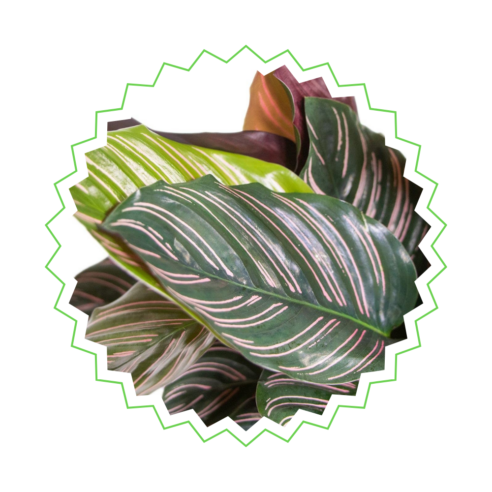 Calathea Sanderiana "Pinselstrich-Korbmarante" - 〈⭥80cm〉