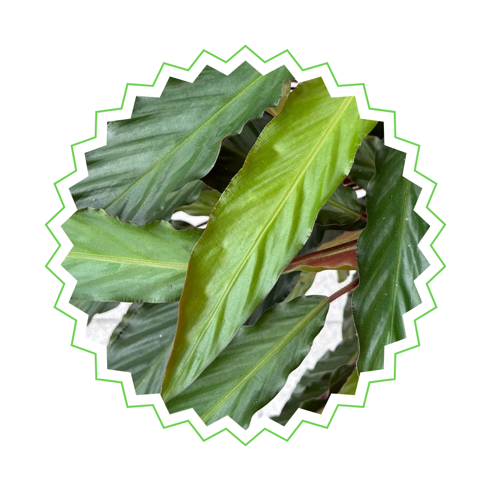 Calathea Wavestar "Wellen-Korbmarante" - 〈⭥80cm〉