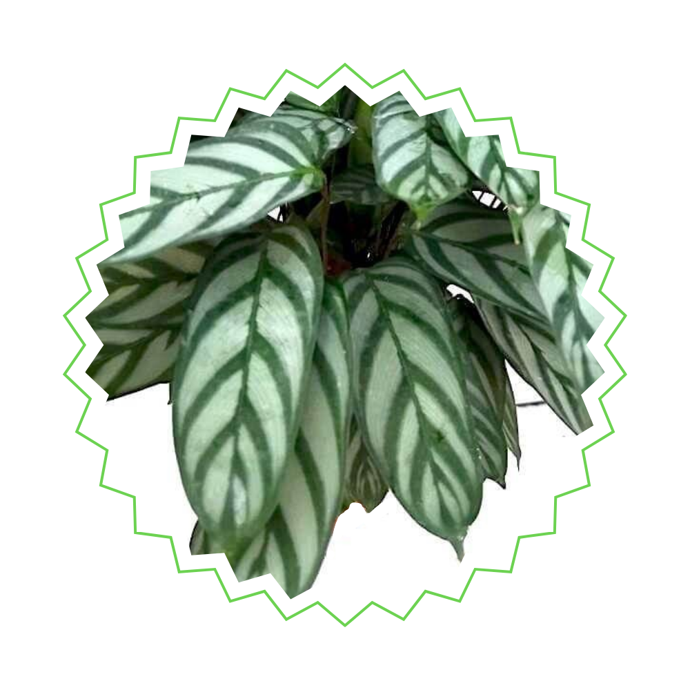 Calathea Compactstar "Stern-Korbmarante" - 〈⭥80cm〉