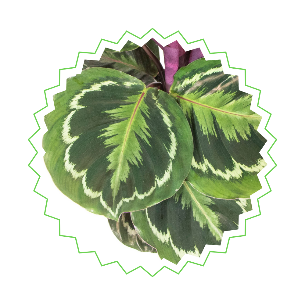 Calathea Medallion "Medaillon-Korbmarante" - 〈⭥80cm〉