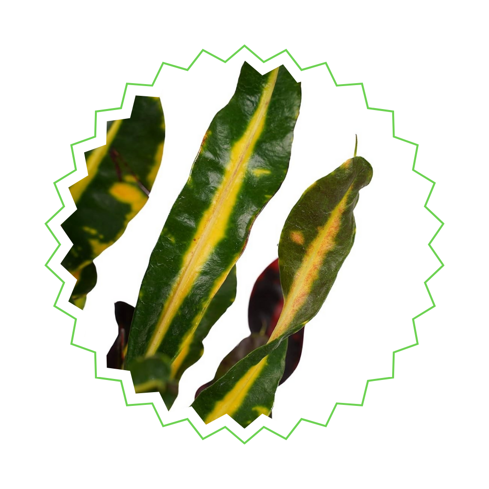 3x Codiaeum Variegatum (⭥25-30cm) - MIX - Croton