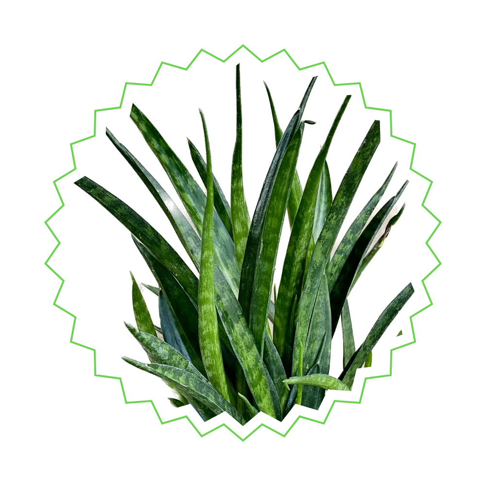 Sansevieria Favorit Trio - Pflegeleicht