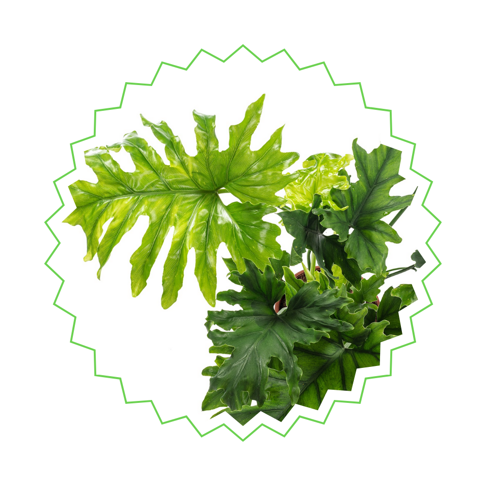 philodendron selloum kaufen Philodendron Selloum ⭥100cm – Baum-Philodendron
