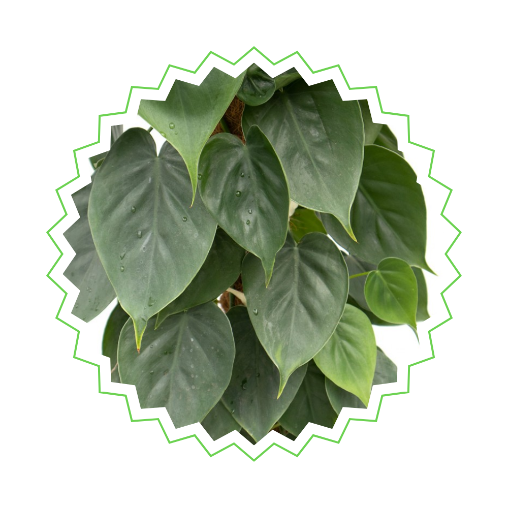 kletter-philodendron Philodendron Scandens ⭥150cm – Kletter-Philodendron