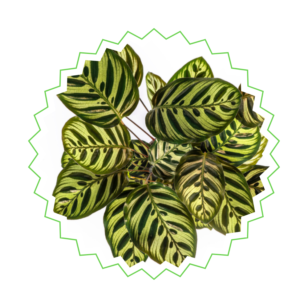 Calathea Makoyana "Pfauen-Korbmarante" - 〈⭥45cm〉