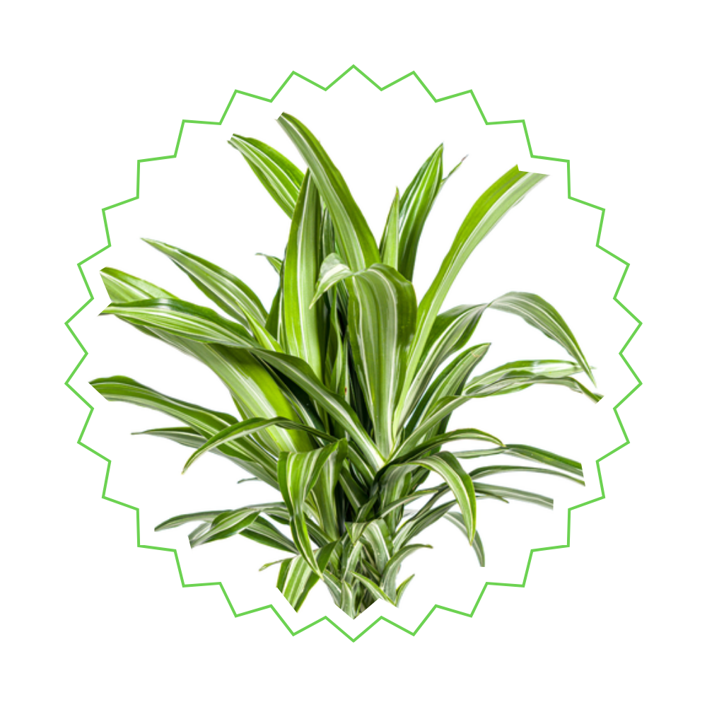 Dracaena Deremensis "White Stripe" - Drachenbaum - 〈⭥100cm〉