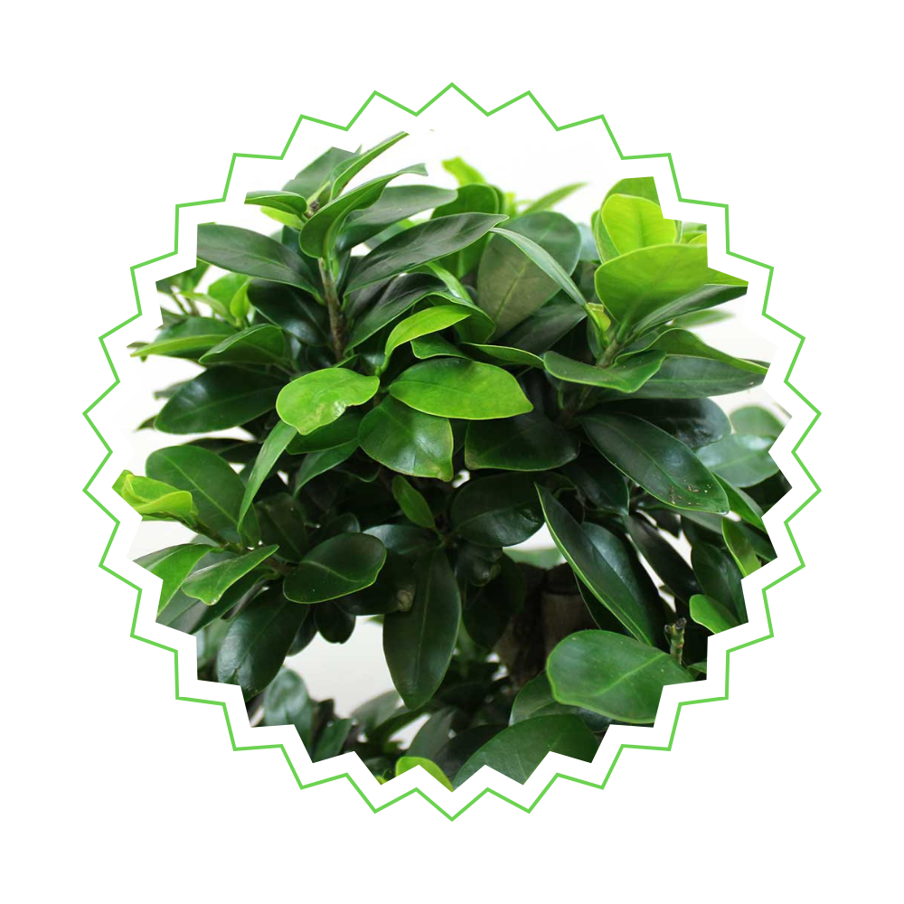 Ficus Microcarpa Ginseng "Ginseng Feigenbaum" - 〈⭥50cm〉