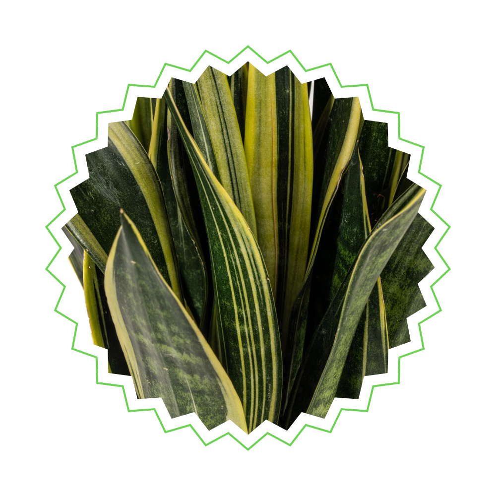 Sansevieria Trifasciata "Canary" - Bogenhanf - 〈⭥50cm〉