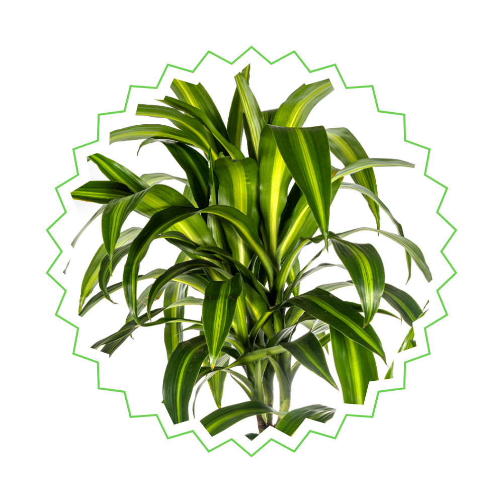 Dracaena Deremensis "Hawaiian Sunshine" - Drachenbaum - 〈⭥180cm〉