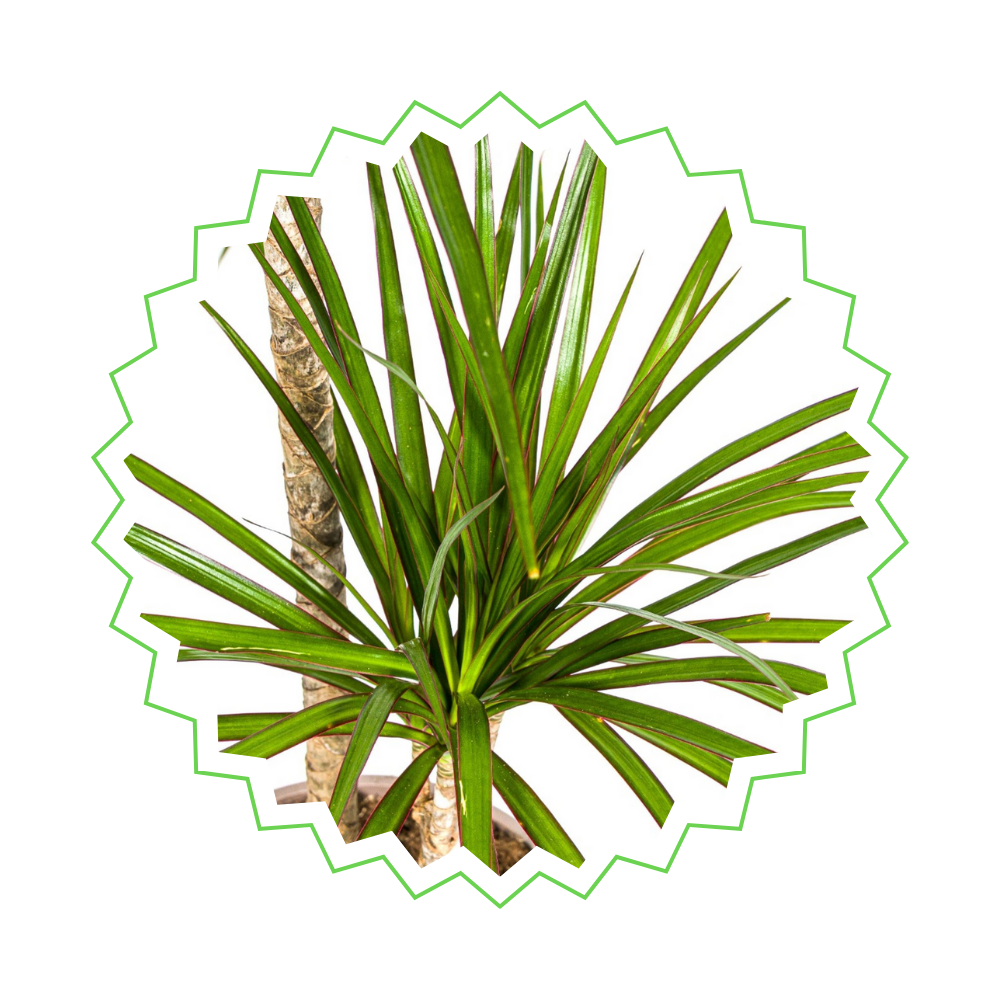 Dracaena Marginata "Green" - Drachenbaum - 〈⭥80cm〉